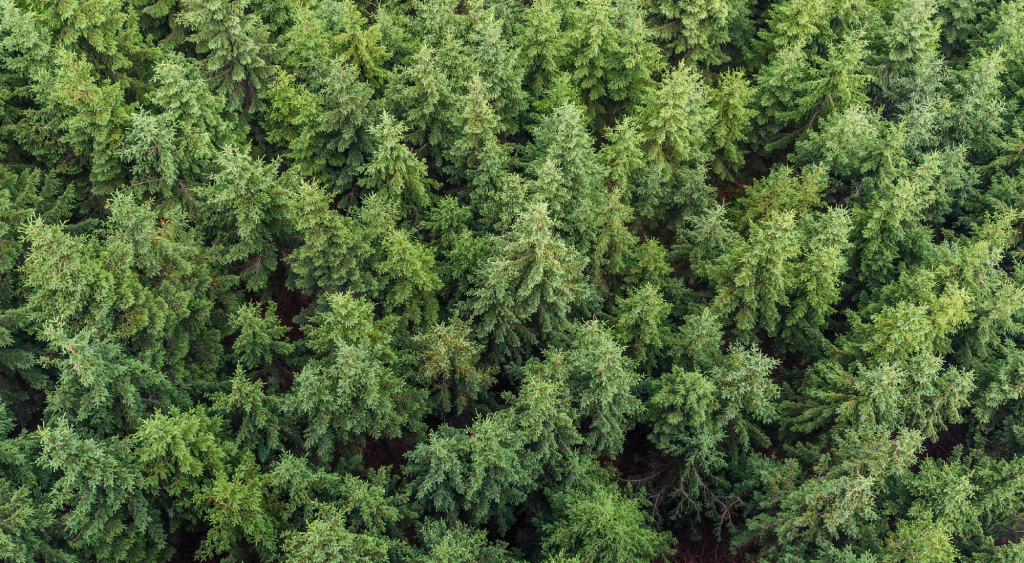 pine trees_ gohnee nazoo