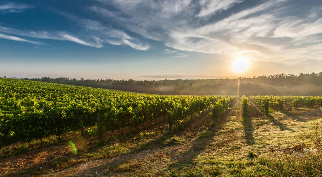 thevine_post_banner