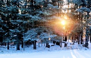 Read more about the article Announcing Eternal Life