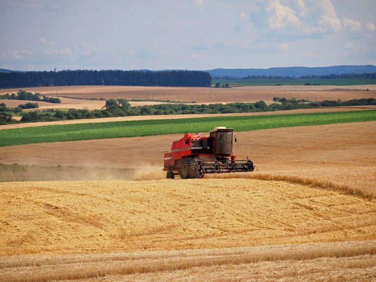 Read more about the article Open Your Eyes and Look at the Fields – What do you see