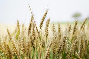Read more about the article Ripe Harvest