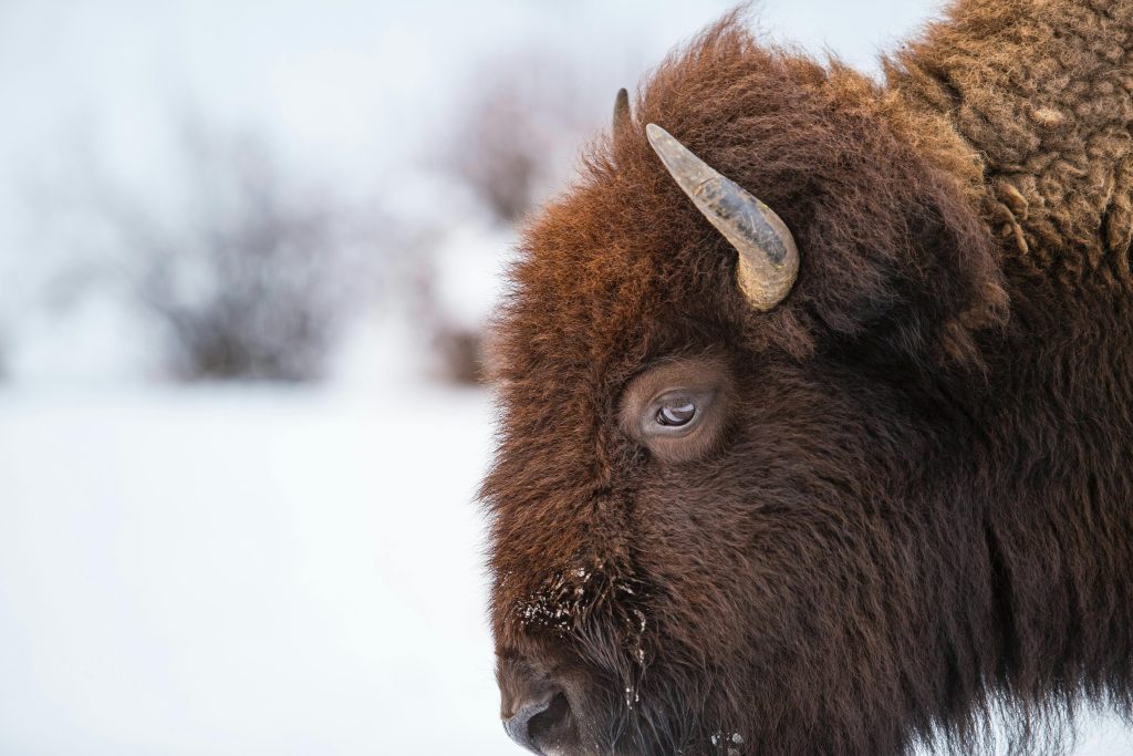 bison gohnee nazoo