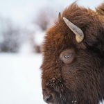bison gohnee nazoo