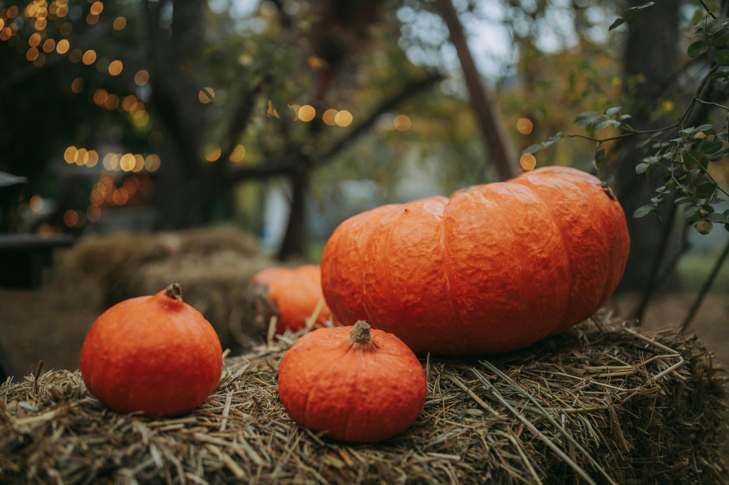 pumpkin copy pumpkin copy